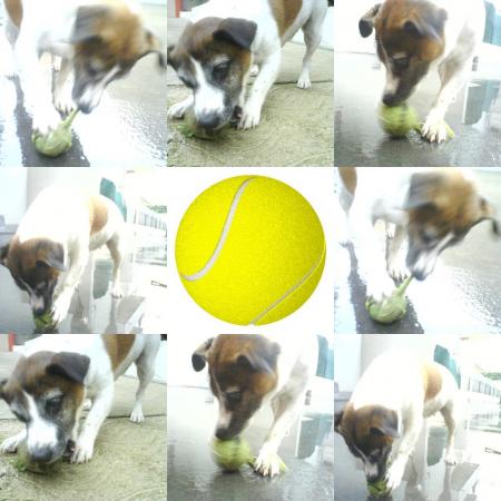 C'est la premiere fois que Maya d�truit une balle de tennis